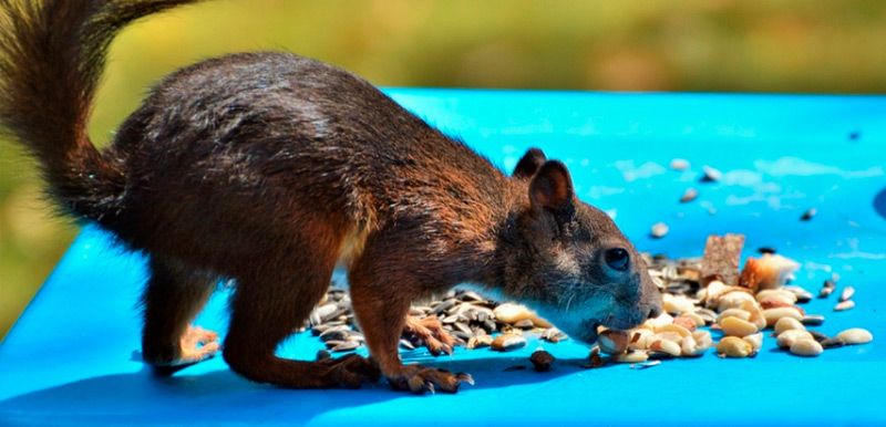 Alimentación en la montaña