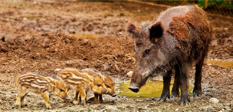 Consejos para saber qué hacer si te encuentras a un animal salvaje en la montaña