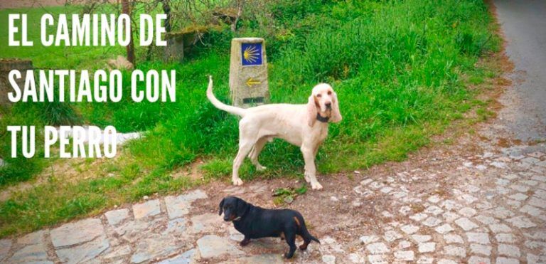 A Santiago con tu perro: prepara el viaje con estos consejos